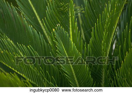 Stock Image - Close-up of the fronds of a plant. Fotosearch