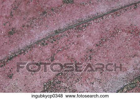 Stock Photo - Close-up of the painted surface of a wall. Fotosearch