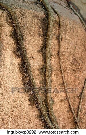 Close-up of the roots of a tree on a concrete surface View Large Photo Image Stock Image - Close-up of the roots of a tree on a concrete surface. Fotosearch