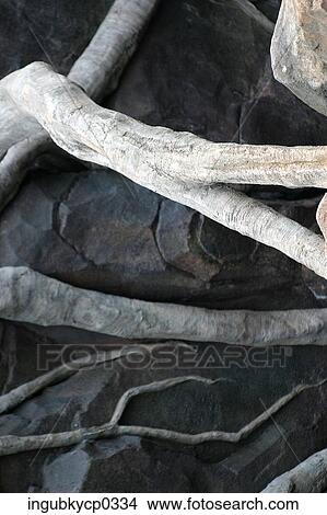 Picture - Close-up of the roots of a tree. Fotosearch