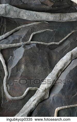 Stock Photography - Close-up of the roots of a tree. Fotosearch
