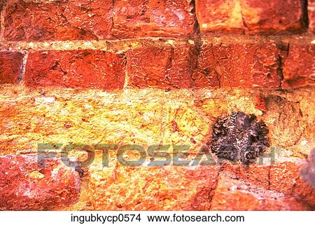 Close-up of the surface of a brick wall View Large Photo Image Picture - Close-up of the surface of a brick wall. Fotosearch