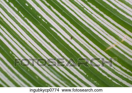 Close-up of the surface of a leaf View Large Photo Image Picture - Close-up of the surface of a leaf. Fotosearch