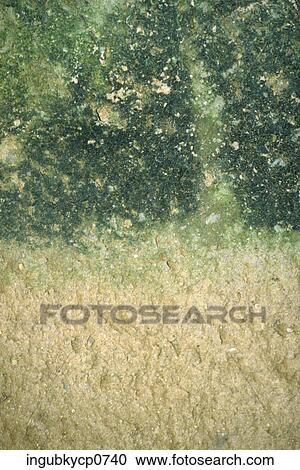 Close-up of the surface of a mossy wall View Large Photo Image Stock Image - Close-up of the surface of a mossy wall. Fotosearch