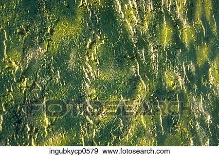 Close-up of the surface of a painted wall View Large Photo Image Stock Photo - Close-up of the surface of a painted wall. Fotosearch
