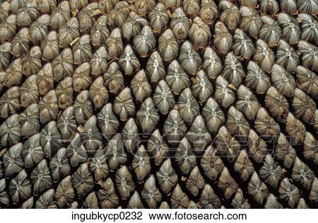 Close-up of the surface of a pineapple View Large Photo Image Stock Image - Close-up of the surface of a pineapple. Fotosearch