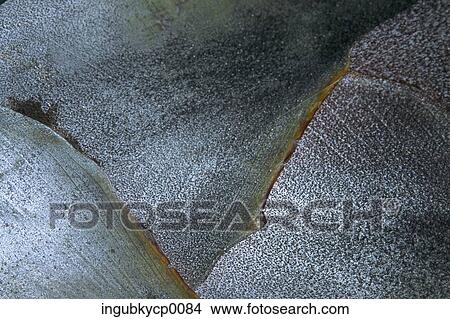 Close-up of the surface of a rock View Large Photo Image Picture - Close-up of the surface of a rock. Fotosearch