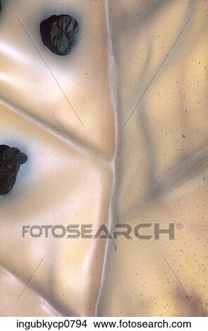 Picture - Close-up of the surface of a shiny stone. Fotosearch
