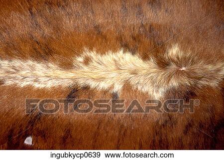 Stock Photo - Close-up of the surface of animal fur. Fotosearch