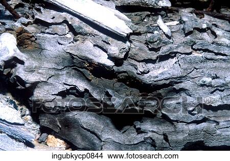 Close-up of the surface of burnt wooden logs View Large Photo Image Picture - Close-up of the surface of burnt wooden logs. Fotosearch