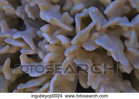 Close-up of the surface of coral View Large Photo Image Picture - Close-up of the surface of coral. Fotosearch