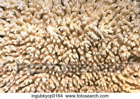 Close-up of the surface of coral View Large Photo Image Picture - Close-up of the surface of coral. Fotosearch