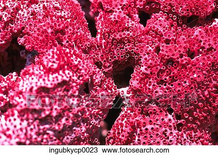 Close-up of the surface of coral View Large Photo Image Stock Image - Close-up of the surface of coral. Fotosearch