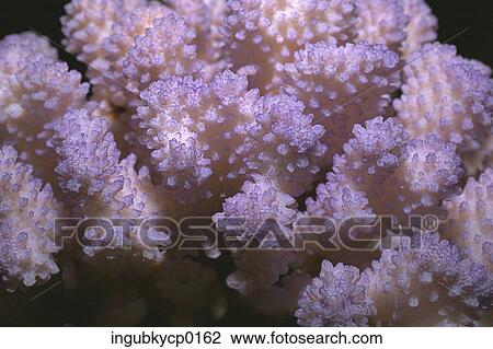 Stock Image - Close-up of the surface of coral. Fotosearch