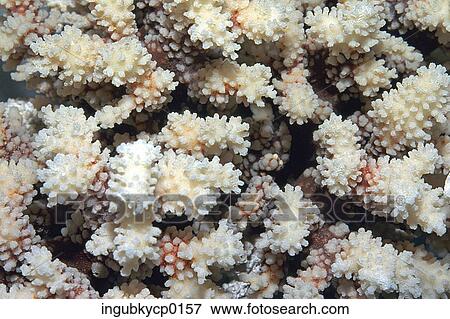 Stock Photo - Close-up of the surface of coral. Fotosearch