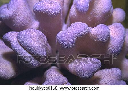 Close-up of the surface of coral View Large Photo Image Stock Photo - Close-up of the surface of coral. Fotosearch