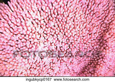 Stock Photo - Close-up of the surface of coral. Fotosearch
