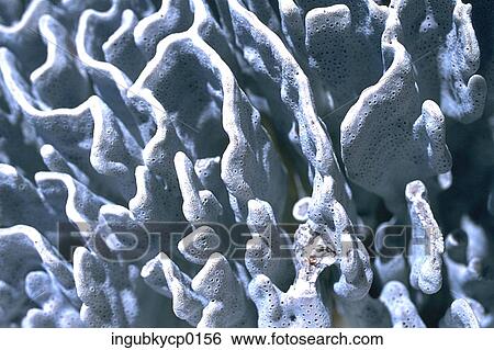 Close-up of the surface of coral View Large Photo Image Stock Photograph - Close-up of the surface of coral. Fotosearch