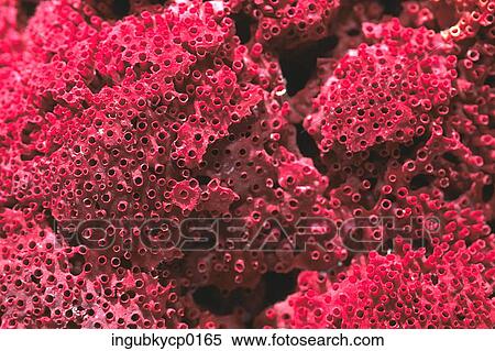 Close-up of the surface of coral View Large Photo Image Stock Photography - Close-up of the surface of coral. Fotosearch