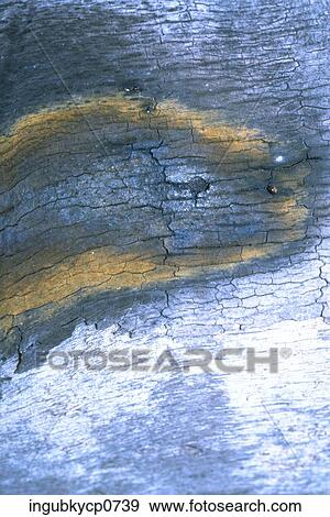 Close-up of the surface of wood View Large Photo Image Stock Photo - Close-up of the surface of wood. Fotosearch