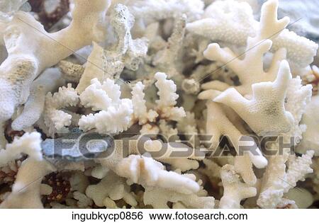 Close-up of white marine coral View Large Photo Image Stock Photograph - Close-up of white marine coral. Fotosearch