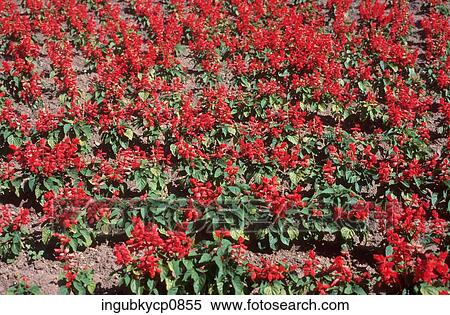 High angle view of a bed of red flowers View Large Photo Image Stock Photography - High angle view of a bed of red flowers. Fotosearch