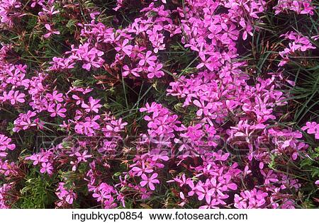 High angle view of a flower bed of pink flowers View Large Photo Image Picture - High angle view of a flower bed of pink flowers. Fotosearch