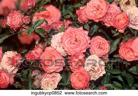 High angle view of a flower bed of roses View Large Photo Image Stock Image - High angle view of a flower bed of roses. Fotosearch