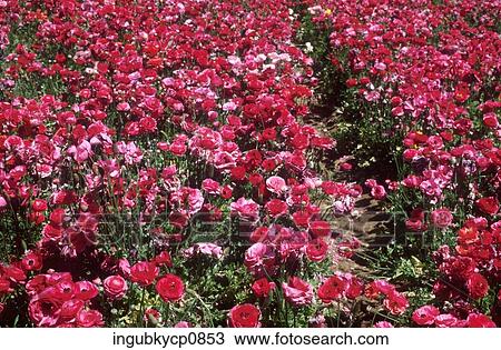High angle view of a flower bed of roses View Large Photo Image Stock Image - High angle view of a flower bed of roses. Fotosearch