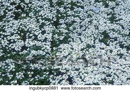 High angle view of a flower bed View Large Photo Image Stock Image - High angle view of a flower bed. Fotosearch