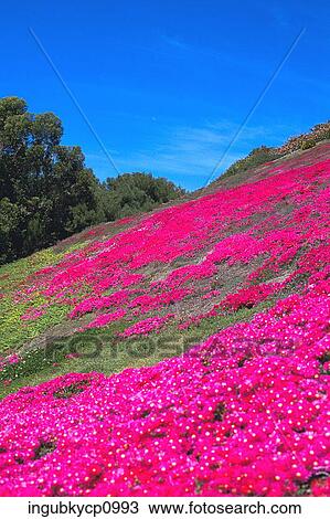 High angle view of a meadow of flowers View Large Photo Image Stock Image - High angle view of a meadow of flowers. Fotosearch