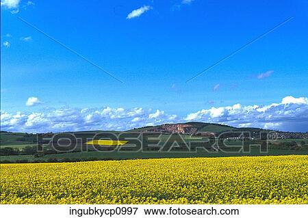 High angle view of a meadow of flowers View Large Photo Image Stock Photo - High angle view of a meadow of flowers. Fotosearch
