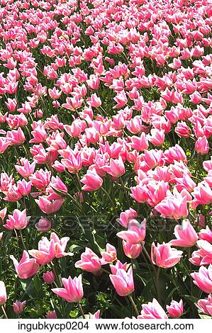 High angle view of a meadow of pink tulips View Large Photo Image Picture - High angle view of a meadow of pink tulips. Fotosearch