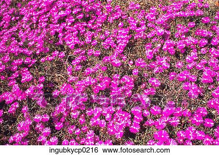 High angle view of a meadow of pink flowers View Large Photo Image Stock Photograph - High angle view of a meadow of pink flowers. Fotosearch