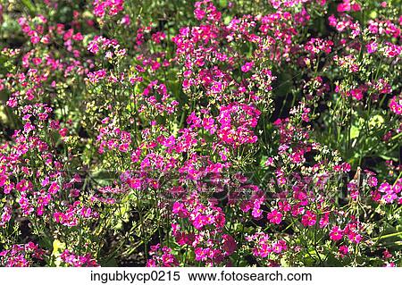 High angle view of a meadow of pink flowers View Large Photo Image Stock Photography - High angle view of a meadow of pink flowers. Fotosearch