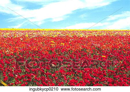 High angle view of a meadow of red flowers View Large Photo Image Stock Image - High angle view of a meadow of red flowers. Fotosearch