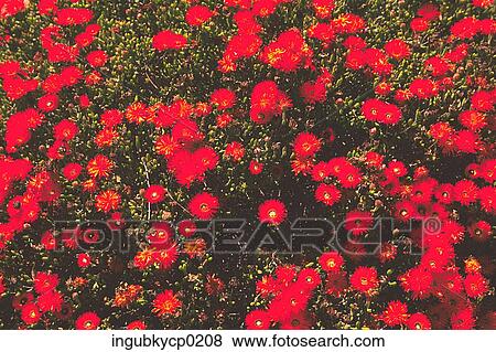 High angle view of a meadow of red flowers View Large Photo Image Stock Photo - High angle view of a meadow of red flowers. Fotosearch