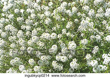 High angle view of a meadow of white flowers View Large Photo Image Picture - High angle view of a meadow of white flowers. Fotosearch