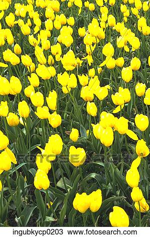 High angle view of a meadow of yellow tulips View Large Photo Image Stock Image - High angle view of a meadow of yellow tulips. Fotosearch