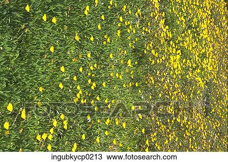 High angle view of a meadow of yellow flowers View Large Photo Image Stock Image - High angle view of a meadow of yellow flowers. Fotosearch