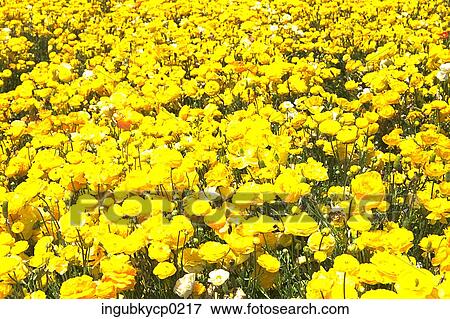 High angle view of a meadow of yellow flowers View Large Photo Image Stock Photo - High angle view of a meadow of yellow flowers. Fotosearch
