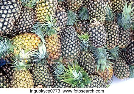 High angle view of a pile of pineapples View Large Photo Image Stock Image - High angle view of a pile of pineapples. Fotosearch