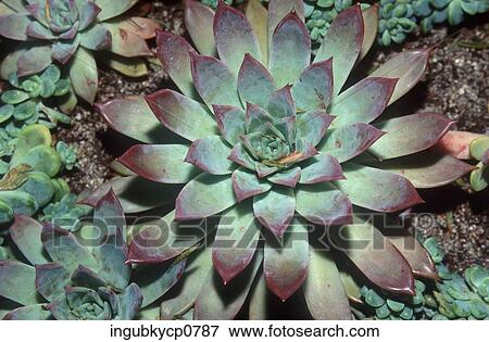 High angle view of a succulent plant View Large Photo Image Stock Photo - High angle view of a succulent plant. Fotosearch