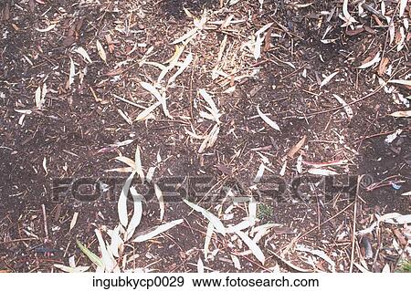 High angle view of dried leaves on the ground View Large Photo Image Stock Photo - High angle view of dried leaves on the ground. Fotosearch