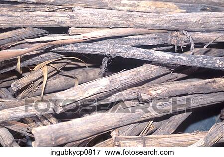 High angle view of logs of wood View Large Photo Image Stock Photo - High angle view of logs of wood. Fotosearch