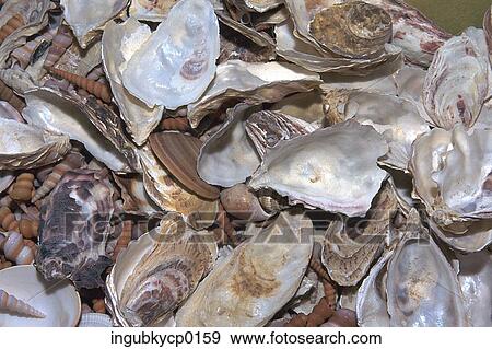 High angle view of mussel shells View Large Photo Image Stock Photo - High angle view of mussel shells. Fotosearch
