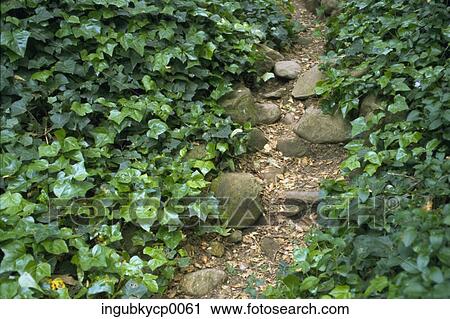 High angle view of plants growing on a path View Large Photo Image Stock Image - High angle view of plants growing on a path. Fotosearch