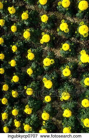 High angle view of rows of marigold plants View Large Photo Image Stock Photo - High angle view of rows of marigold plants. Fotosearch