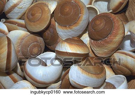 High angle view of seashells View Large Photo Image Stock Image - High angle view of seashells. Fotosearch