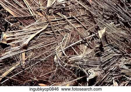 High angle view of twigs and wooden sticks View Large Photo Image Stock Photograph - High angle view of twigs and wooden sticks. Fotosearch